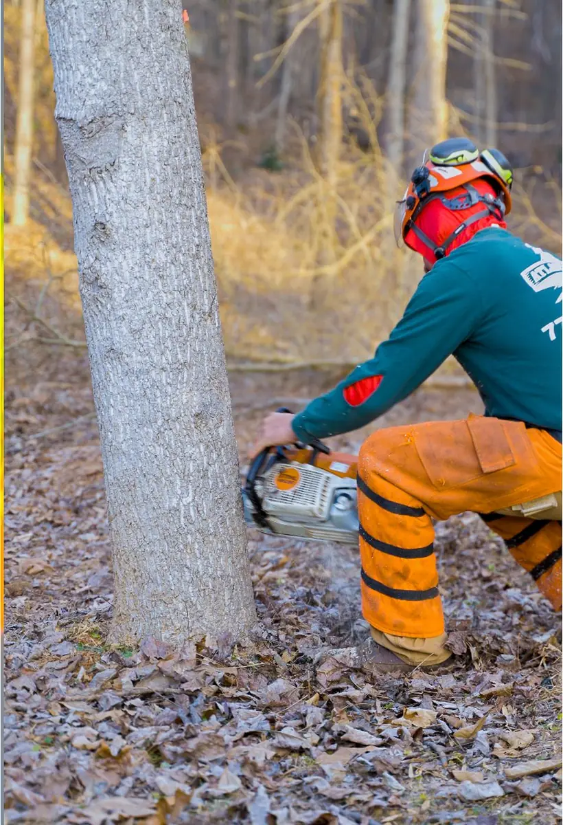 Arborist partner in protective gear taking down a tree with a chainsaw