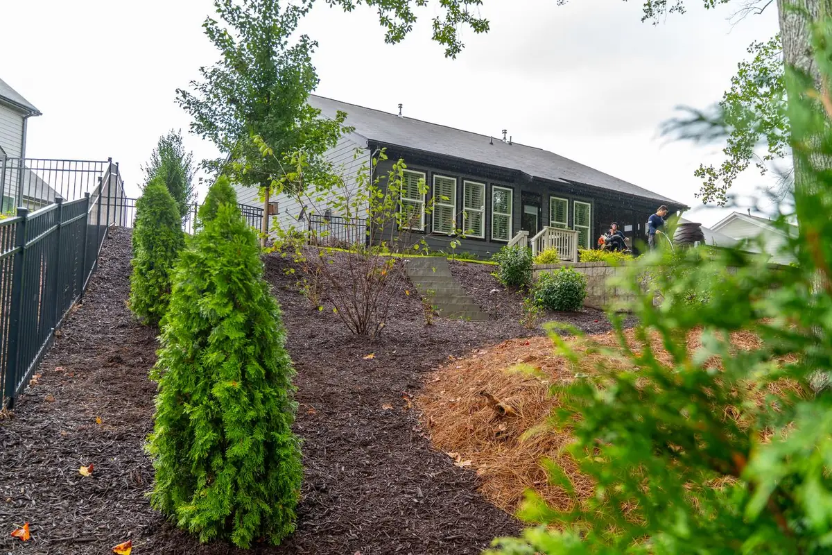 Arborvitae planted across a pine-straw hillside.