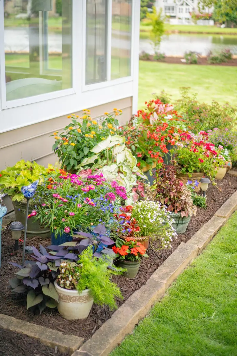 Colorful annual flowers massed along a foundation bed.