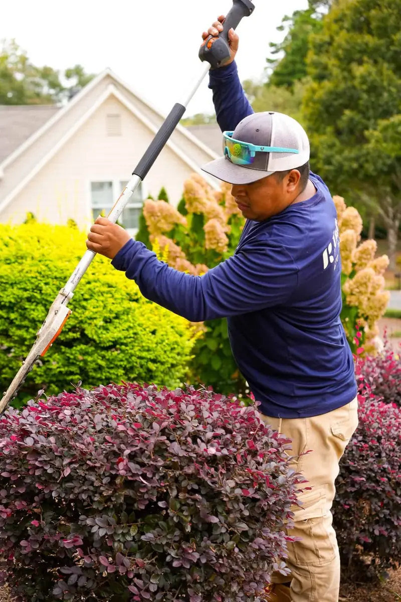 KalKare crew member shaping shrubs with a pole hedge trimmer