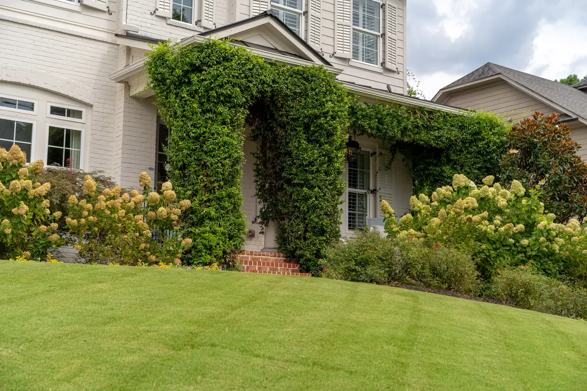 Manicured front lawn with mowing stripes at a home with an ivy-covered entry and hydrangeas