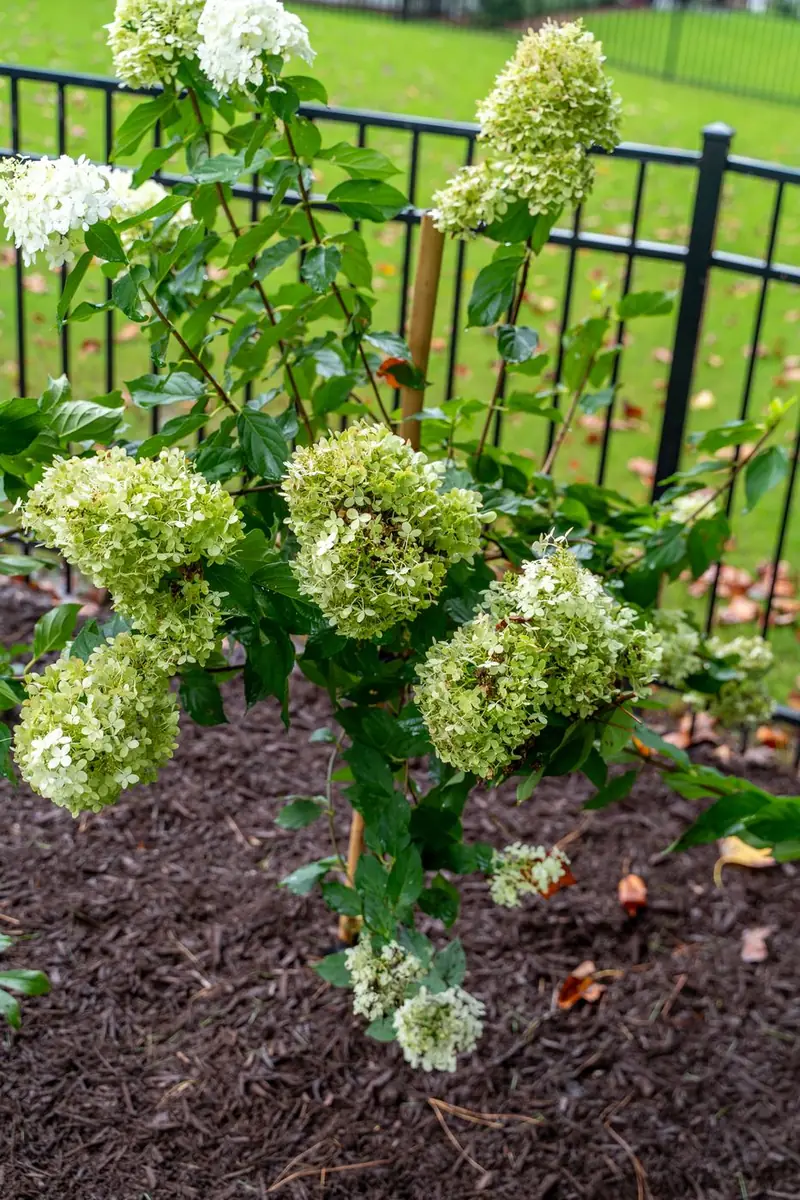 Limelight hydrangea blooms in a maintained bed.