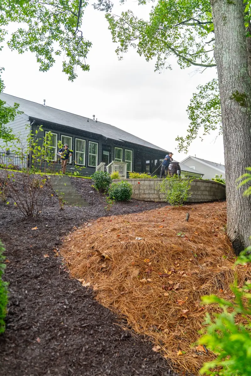 New shrub plantings across a pine-straw slope.
