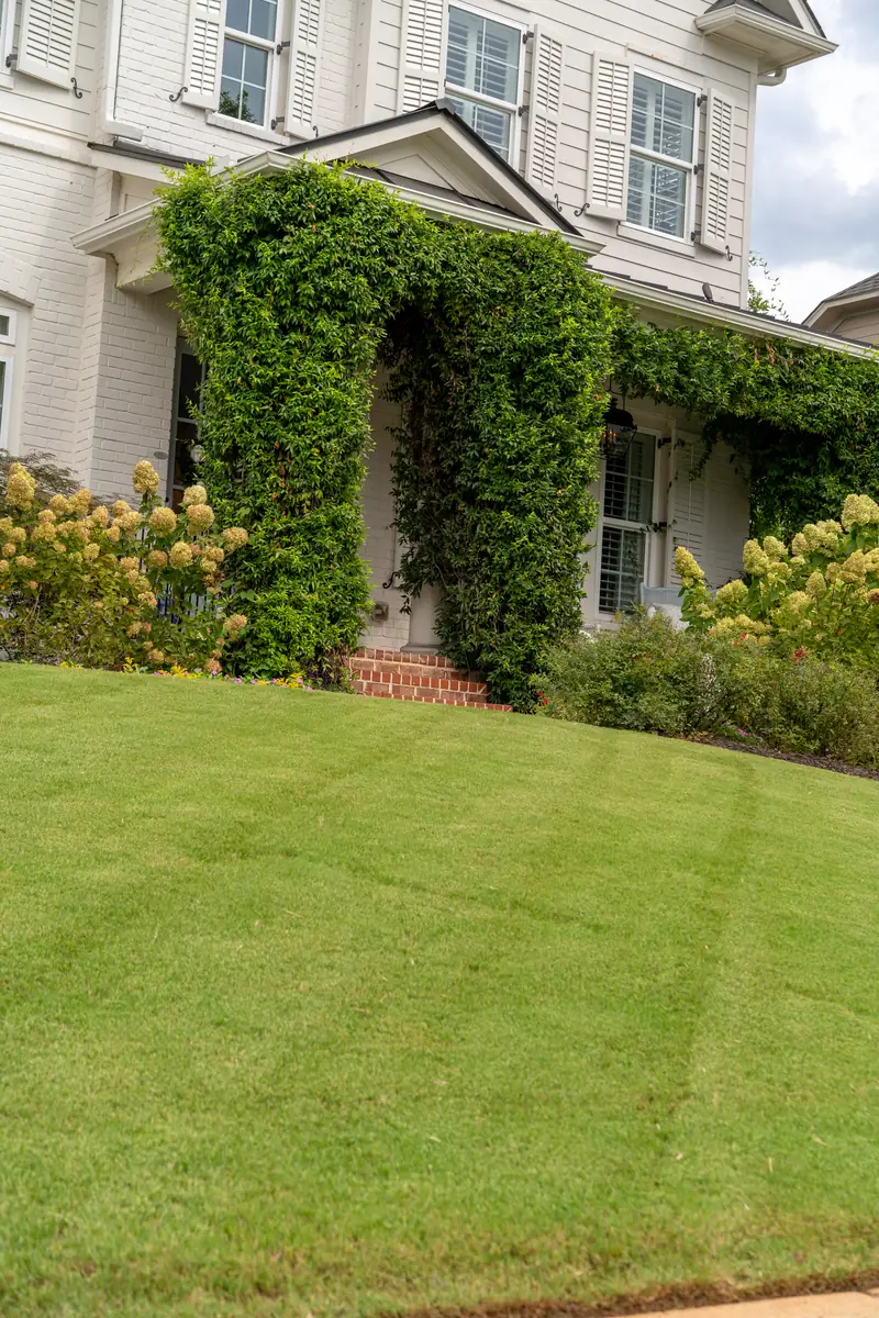 Thick, even front lawn at a home with an ivy-covered entry and blooming hydrangeas