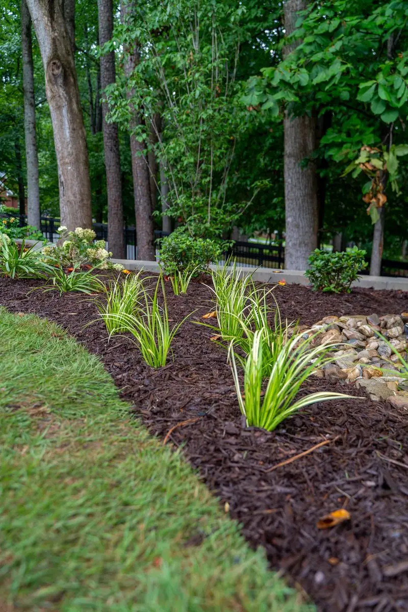Variegated grasses planted in a dark mulch bed.